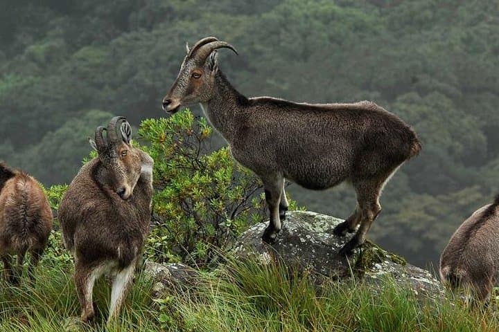 Chinnar Wild Valley Day Tour from Munnar — Eravikulam, Marayoor & Thoovanam photo 2