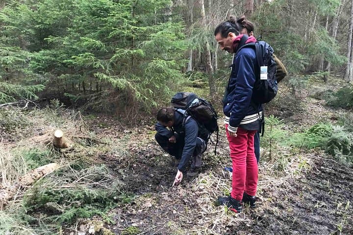 Evening Wildlife Safari & Campfire Dinner near Stockholm — Moose, Forest Walks & Night Viewing photo 2