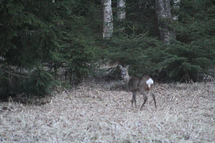 Evening Wildlife Safari & Campfire Dinner near Stockholm — Moose, Forest Walks & Night Viewing photo 5