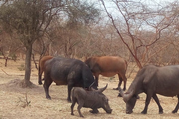 Bandia Reserve Safari and Somone Lagoon Boat Tour from Dakar photo 2