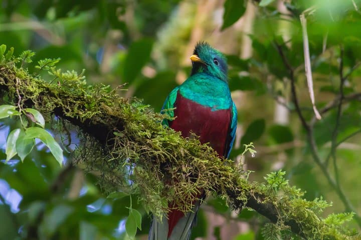 3-Day Cobán & Semuc Champey Tour from Antigua — Caves, Quetzals & Natural Pools photo 2