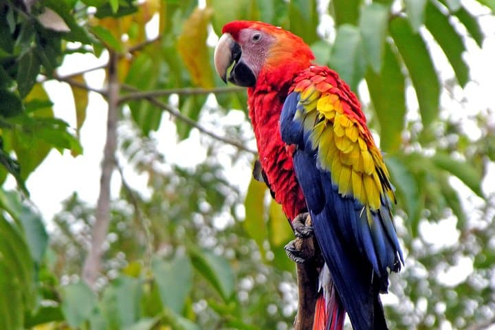 Overnight to Copán Ruins from Antigua: Mayan Carvings & Macaw Conservation photo 5