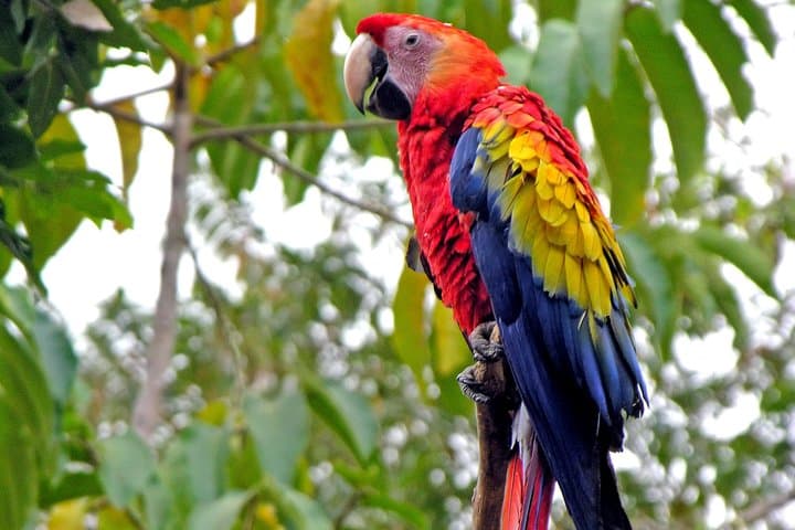 Copán Ruins Overnight Trip from Guatemala City — 2-Day Archaeology & Macaw Mountain photo 6