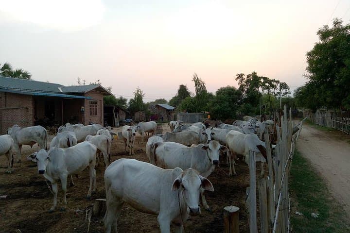 Explore Bagan by E-Bike: Full-Day Temple & Sunset Tour photo 4