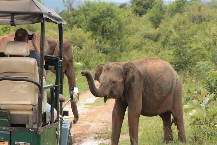 Morning Game Drive in Udawalawe National Park — Elephant Safaris & Birdwatching photo 1