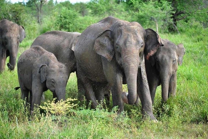 Morning Game Drive in Udawalawe National Park — Elephant Safaris & Birdwatching photo 2