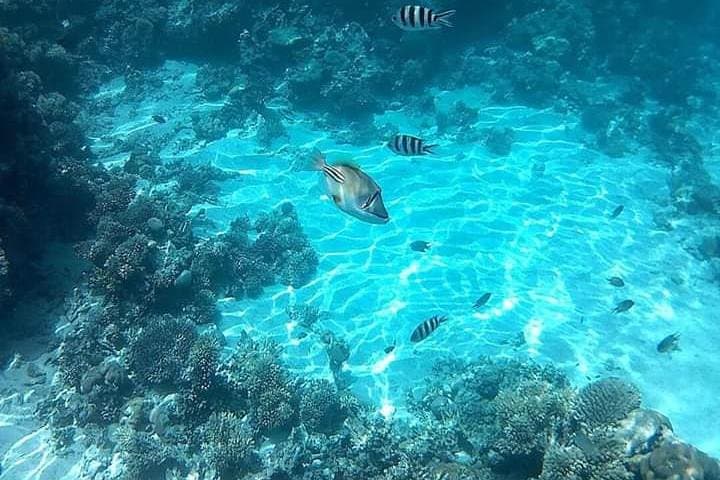 Ras Mohamed & White Island Snorkel Day Trip from Sharm el Sheikh photo 3