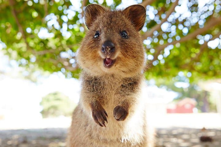 Rottnest Island Day Trip: Ferry, Coach Tour & West End Explorer