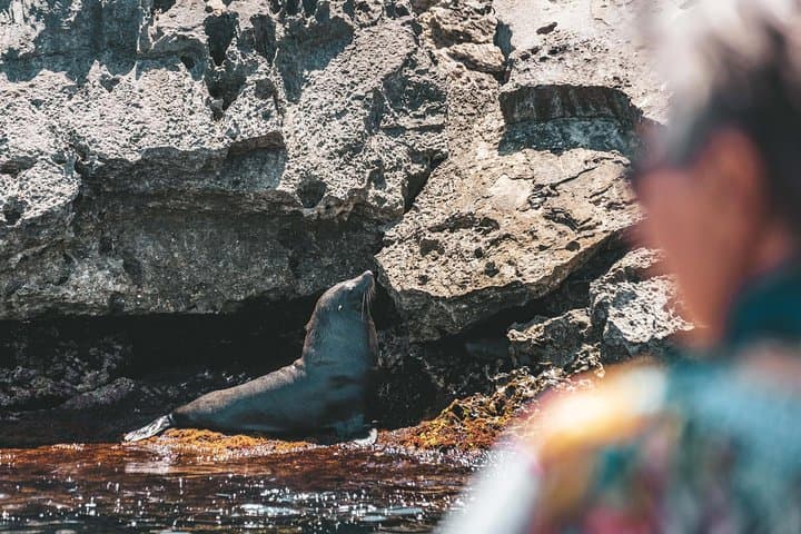Rottnest Island Adventure: Ferry, High-Speed Wildlife Cruise & Island Activities from Perth photo 3