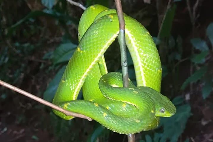 Monteverde Night Walk: Explore the Cloud Forest After Dark with a Local Guide photo 4
