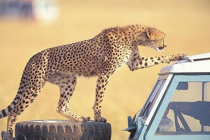 3-Day Masai Mara Safari: Big Cats, River Crossings & Tented-Camp Nights photo 3