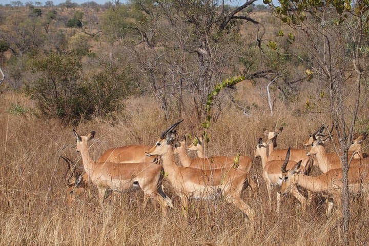 Stellenbosch Wildlife and Wine Day Tour: Safari Drive, Cheese & Champagne Pairings photo 2