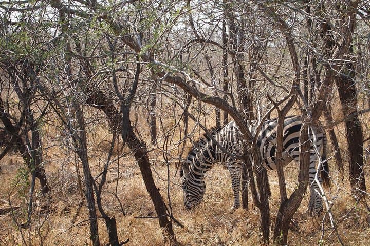 Stellenbosch Wildlife and Wine Day Tour: Safari Drive, Cheese & Champagne Pairings photo 3