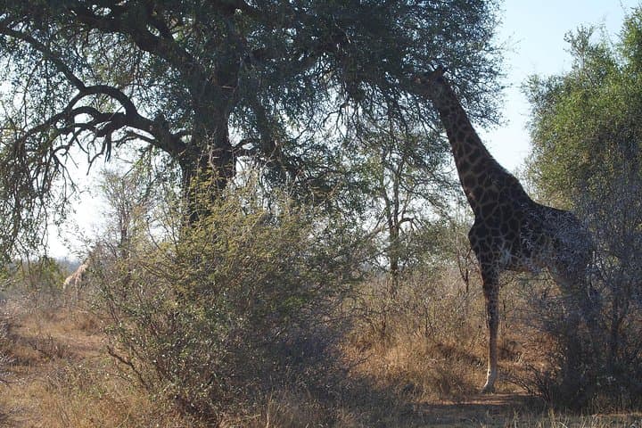 Stellenbosch Wildlife and Wine Day Tour: Safari Drive, Cheese & Champagne Pairings photo 4
