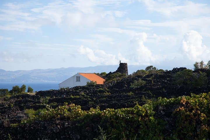Banana Trip: Full-Day Private Cultural Tour of Pico From Faial photo 6