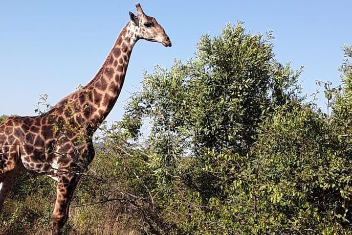 Tala Game Reserve & Natal Lion Park Day Safari from Durban
