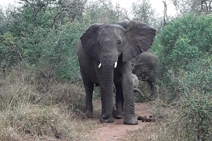 Tala Game Reserve & Natal Lion Park Day Safari from Durban photo 2