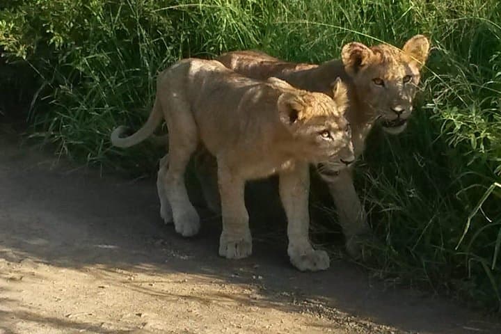 Tala Game Reserve & Natal Lion Park Day Safari from Durban photo 3