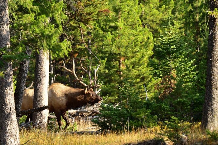 Explore Yellowstone’s Northern Loop: Private Wildlife Tour Through Iconic Habitats photo 6
