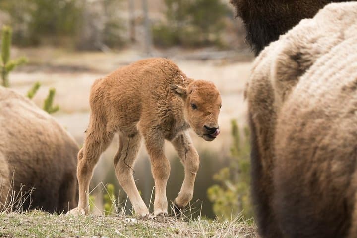 Explore Yellowstone’s Northern Loop: Private Wildlife Tour Through Iconic Habitats photo 3