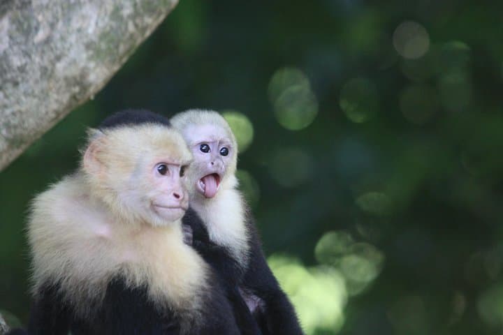 Manuel Antonio National Park Guided Wildlife Tour — Quepos Eco Hike