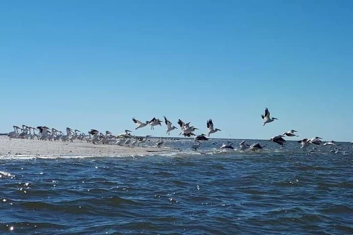Exploring the Everglades: Small Group Motorboat Eco Tour Adventure photo 5