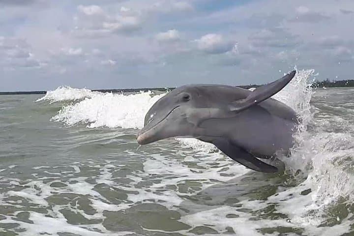 Exploring the Everglades: Small Group Motorboat Eco Tour Adventure photo 6
