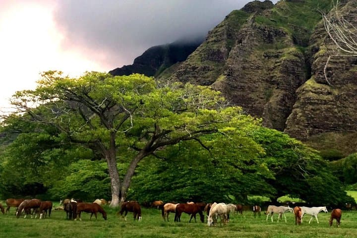 Kualoa Ranch Horseback Tour Through Kaʻaʻawa Jurassic Valley photo 3