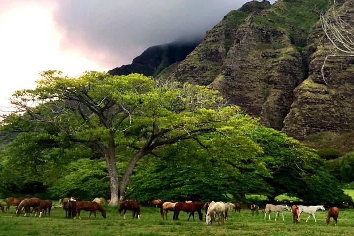 Kualoa Ranch Novice E-Bike Tour — 6-Mile Electric Mountain Bike Ride on Oahu photo 6