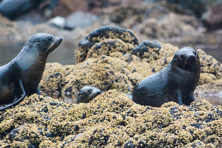 Akaroa Harbour Dolphin Cruise: Hector's Dolphins, Penguins & Seals photo 6