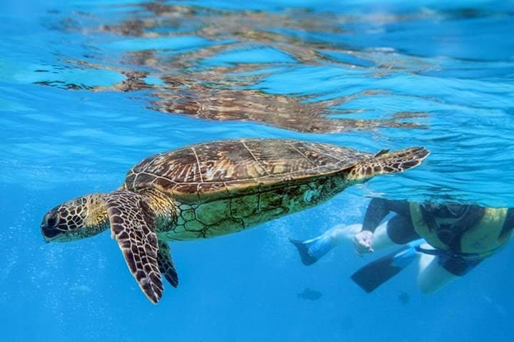 Ko Olina Catamaran Sail and Snorkel — 3-Hour Oahu Cruise with Lunch photo 2