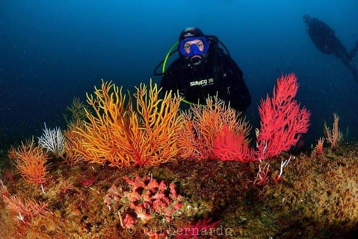 Double Dive Cascais — Two Scuba Dives Along Portugal's Rocky Coast