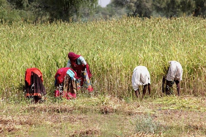 Bishnoi Village Safari: Cultural Day Tour & Wildlife Experience from Jodhpur photo 3