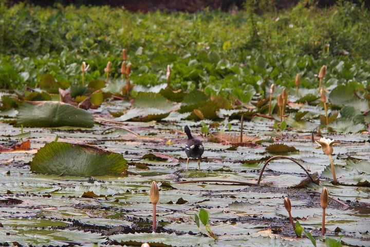 Paddle the Chagres River: Kayak Through Rainforest & Panama Canal Vistas photo 5