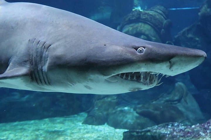 SEA LIFE Bangkok Ocean World: Inside Siam Paragon’s 30,000-Creature Aquarium photo 3