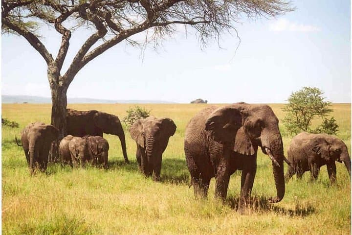 Explore Arusha National Park: Day Safari to Ngurdoto Crater & Momella Lakes photo 2