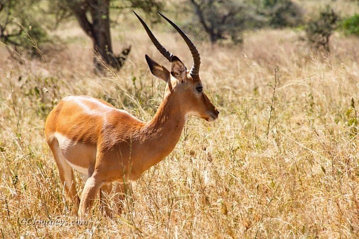 Tarangire National Park Day Safari — Elephants, Flamingo Plains & Big Five Viewing photo 4