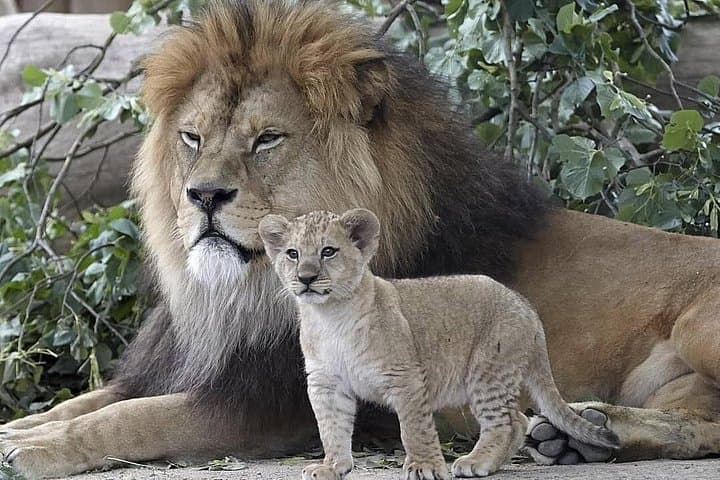 Mikumi National Park Day Safari from Dar es Salaam — One-Day Game Drive