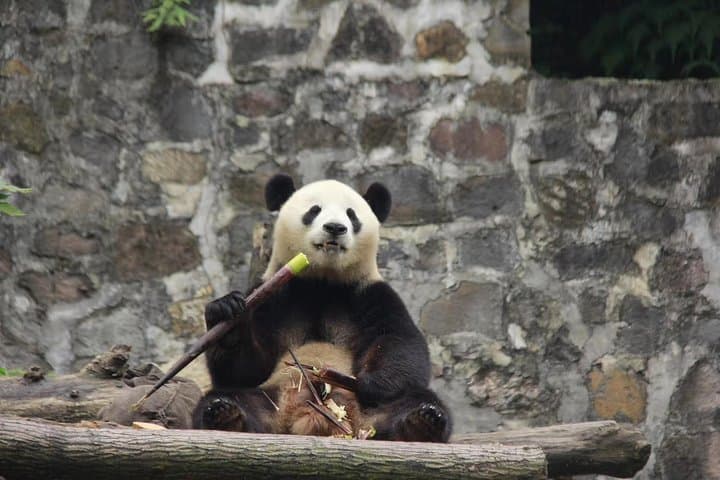 Chengdu Giant Panda Breeding Base — Ticket Booking & Visit Guide photo 3