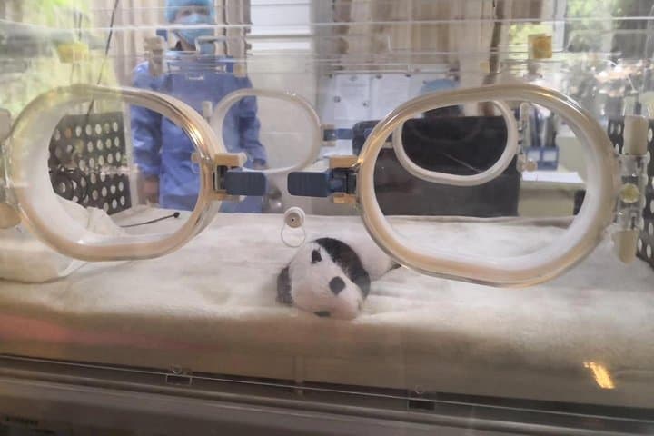 Chengdu Giant Panda Breeding Base — Ticket Booking & Visit Guide