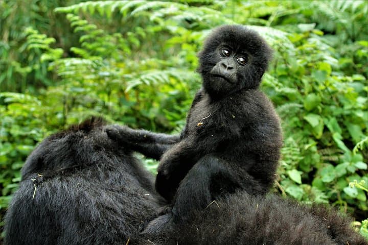 2-Day Bwindi Gorilla Trekking Safari from Kigali