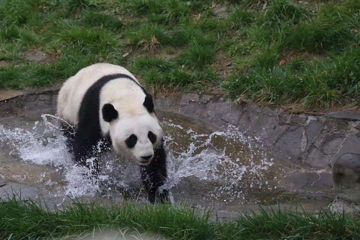 Chengdu Giant Panda Breeding Base — Ticket Booking & Visit Guide photo 2