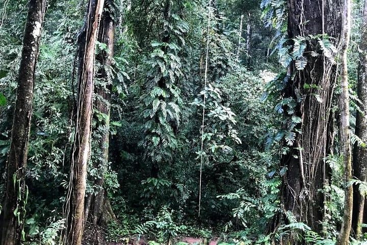 Luang Namtha 5-Day Forest Trek: Homestay, Salt Licks & Jungle Camping photo 2