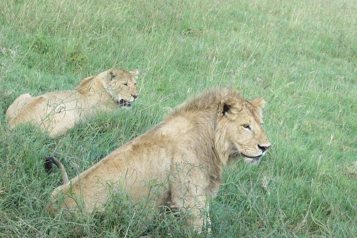 6-Day Serengeti Migration Safari — Private 4x4 Big Five Experience