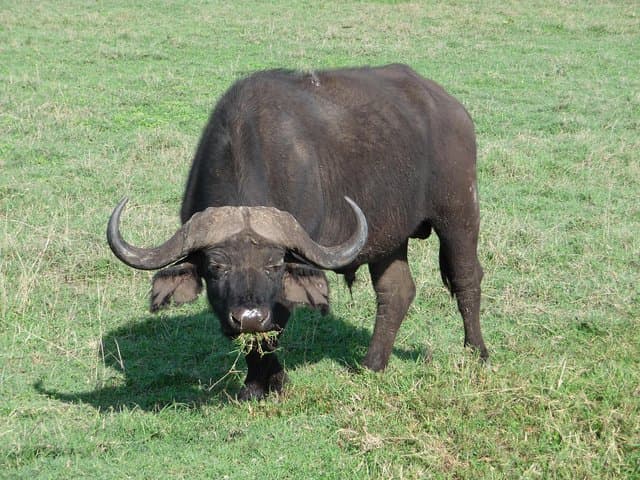 6-Day Serengeti Migration Safari — Private 4x4 Big Five Experience photo 5