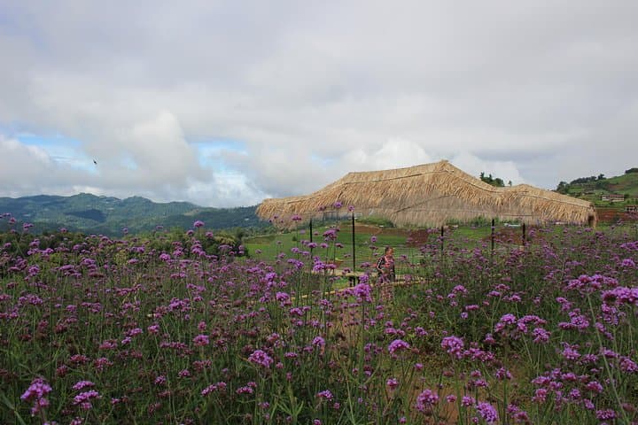 Chiang Mai One-Day Nature & Hill Tribe Tour: Canopy Walk, Mon Cham & Elephant PooPoo Park photo 1