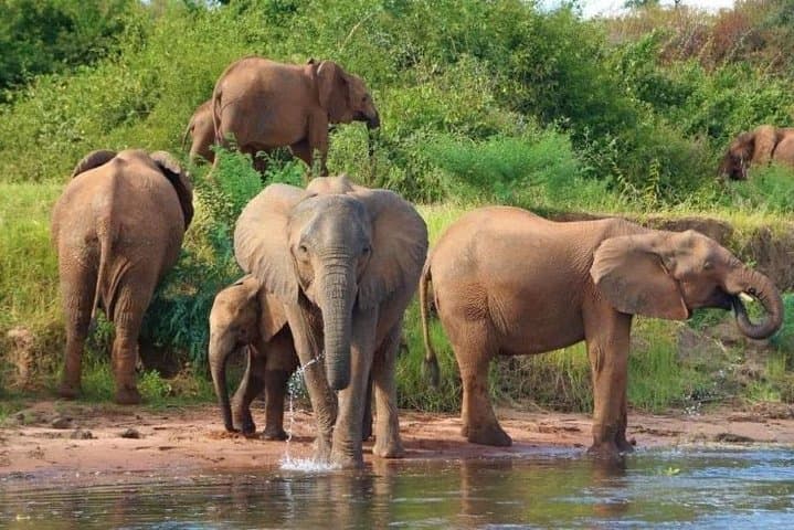 Chobe Full-Day Safari from Livingstone: River Cruise and Game Drive photo 1