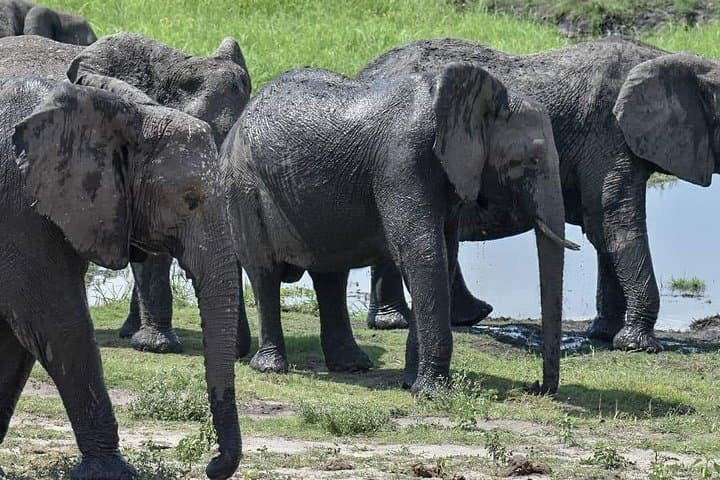 Chobe Full-Day Safari from Livingstone: River Cruise and Game Drive photo 2