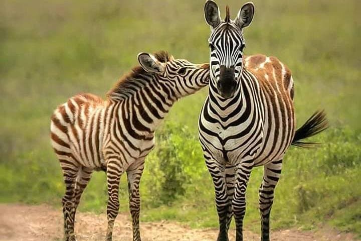 Chobe Full-Day Safari from Livingstone: River Cruise and Game Drive photo 4