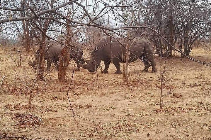 Livingstone Game Drive and Rhino Walk — Up-Close Rhino Tracking in Mosi-oa-Tunya
